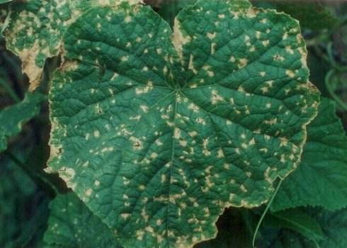 赵九升讲黄瓜细菌性角斑病防治,黄瓜角斑病的最佳治疗方法