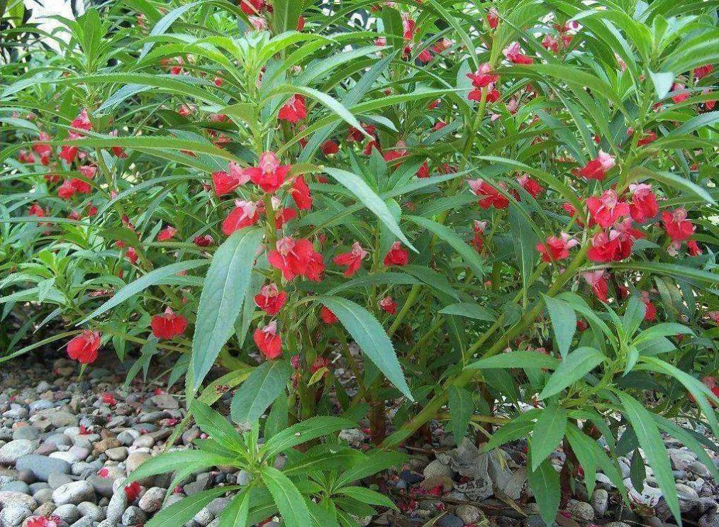 凤仙花种不出来怎么办,凤仙花多开花技巧