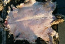 羊皮老化怎么处理,羊皮该怎么保管