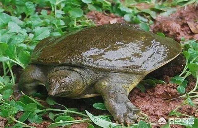 野生甲鱼捕捞一般几点好捕捞,甲鱼在水中怎样制作捕捞甲鱼工具