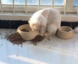 猫咪挑食不拉屎怎么办,猫咪挑食不吃猫粮可以放猫薄荷吗