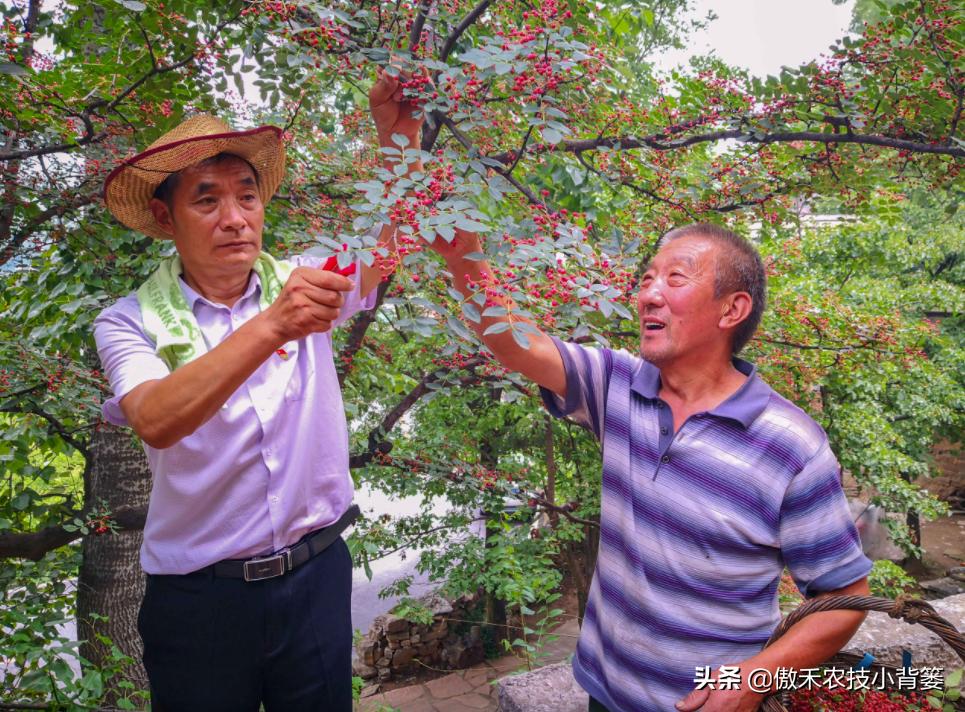 怎样种植花椒成活率高,花椒树怎样种植最好