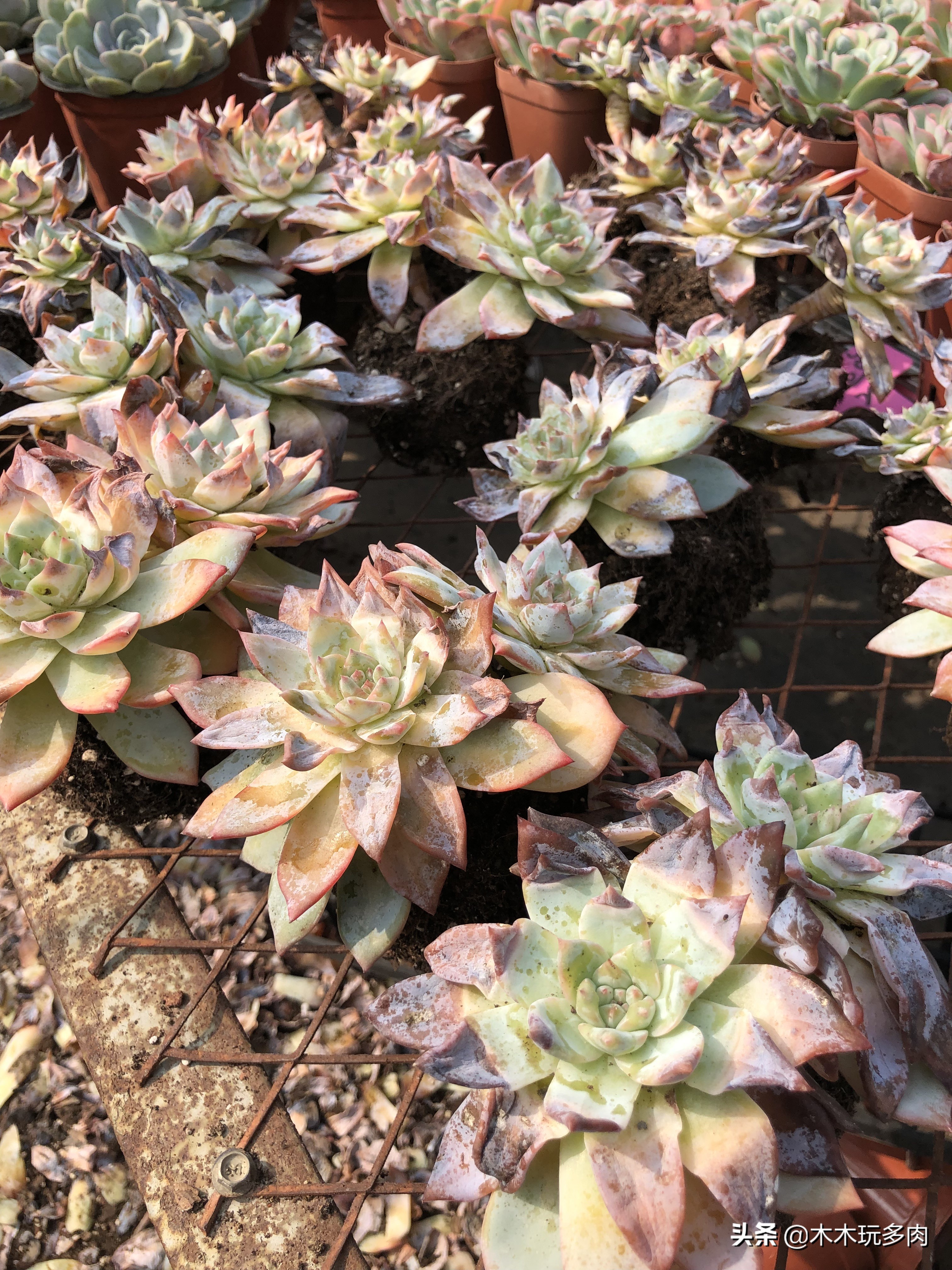 预防多肉化水用的药,多肉事故