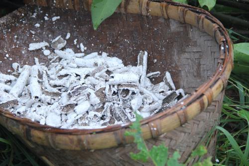 白蜡花开,白蜡树开花图片