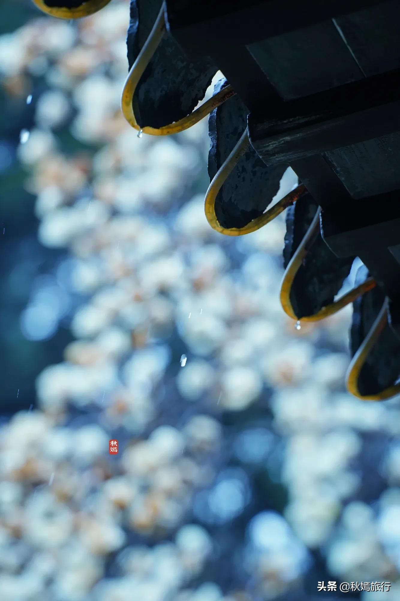 雨中赏樱别有意境,雨中赏玉兰美句