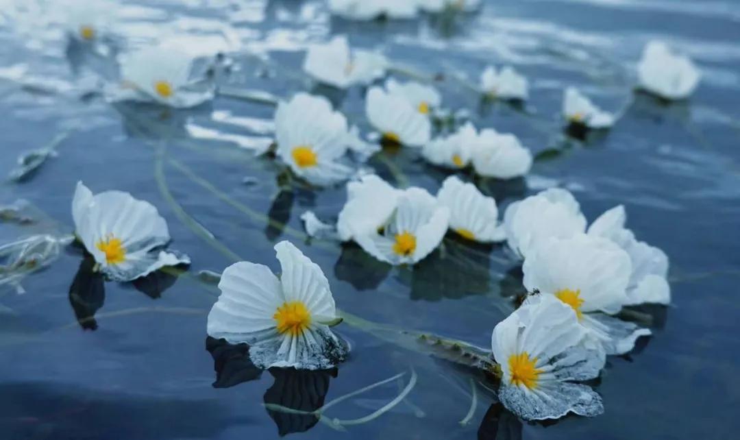 7月泸沽湖现状,7月的泸沽湖天气