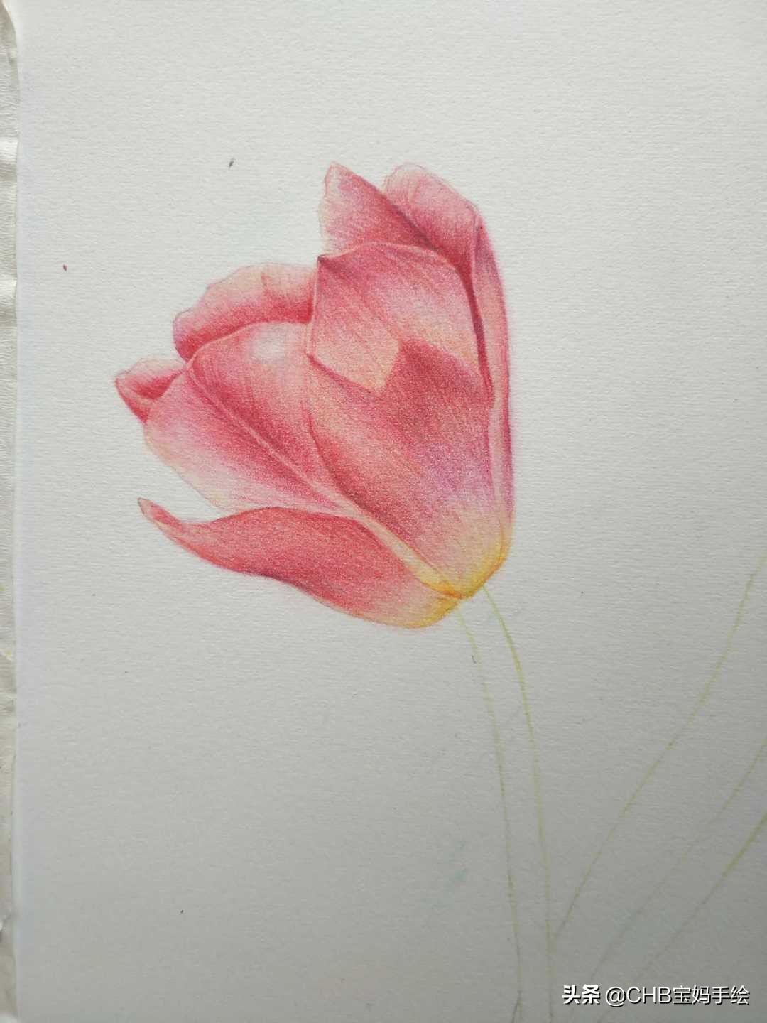 怎么在扇子上画郁金香简单用彩铅,彩铅绘画ins风郁金香整幅