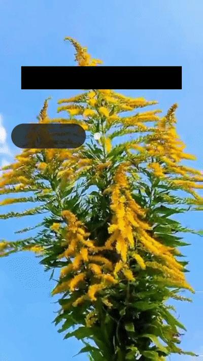 六种入侵植物有哪些,混得最惨的入侵植物你有吃过吗