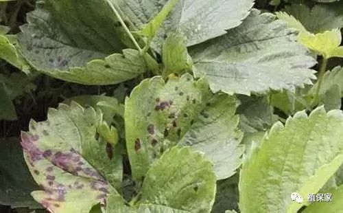 草莓常见病虫害图谱,草莓病虫害图片大全集