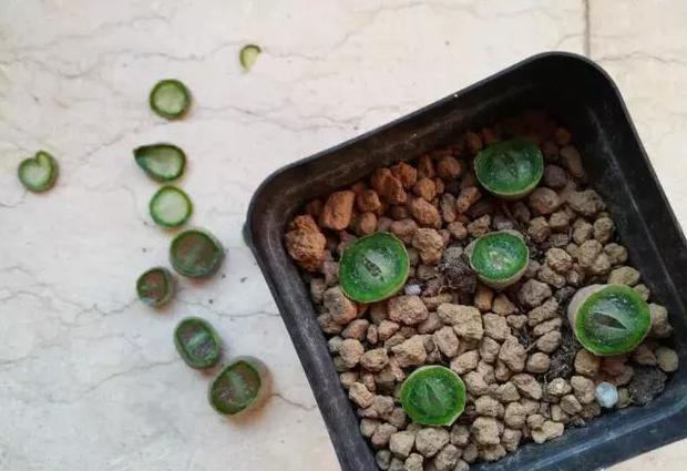 多肉徒长了砍头不用发芽机可以吗,多肉生石花徒长怎么办