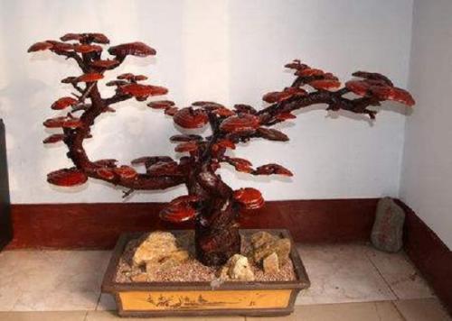 盆栽木质灵芝怎么栽,有层次的灵芝盆栽怎么制作