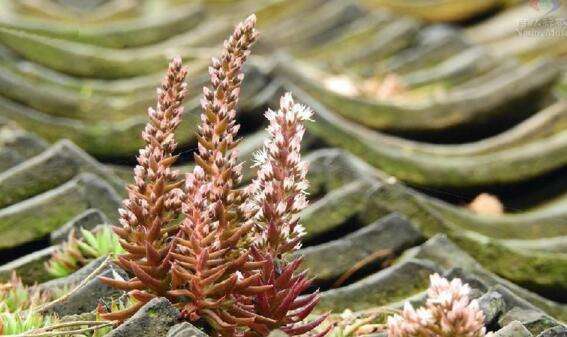 农村瓦片上长的多肉,农村多肉随便养