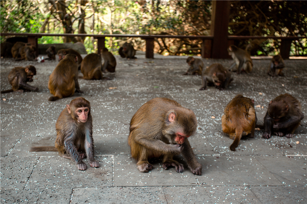 海南必玩猴岛与呆呆丨看萌呆猕猴,呆呆岛发呆