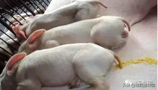 养猪技术猪奶水少怎么办,哺乳期仔猪腹泻最快解决方法