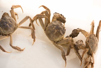 阳澄湖边吃蟹一日游攻略,大通湖金秋品蟹之旅