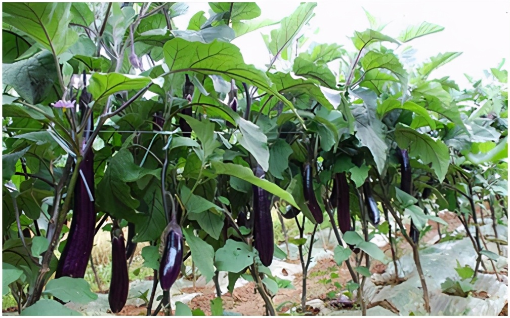 茄子出现叶片枯死,茄子青枯是什么原因