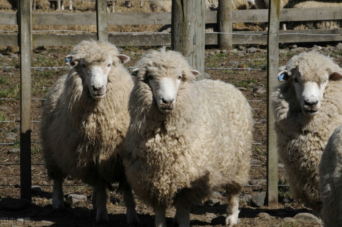 为什么瘦肉精屡禁不止,扒一扒易瘦体质