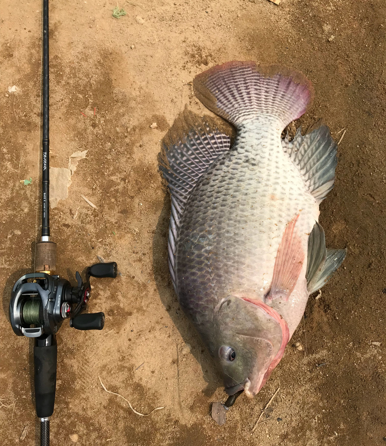 路亚入门路亚如何才能钓到鱼,淡水路亚怎么钓中鱼率高