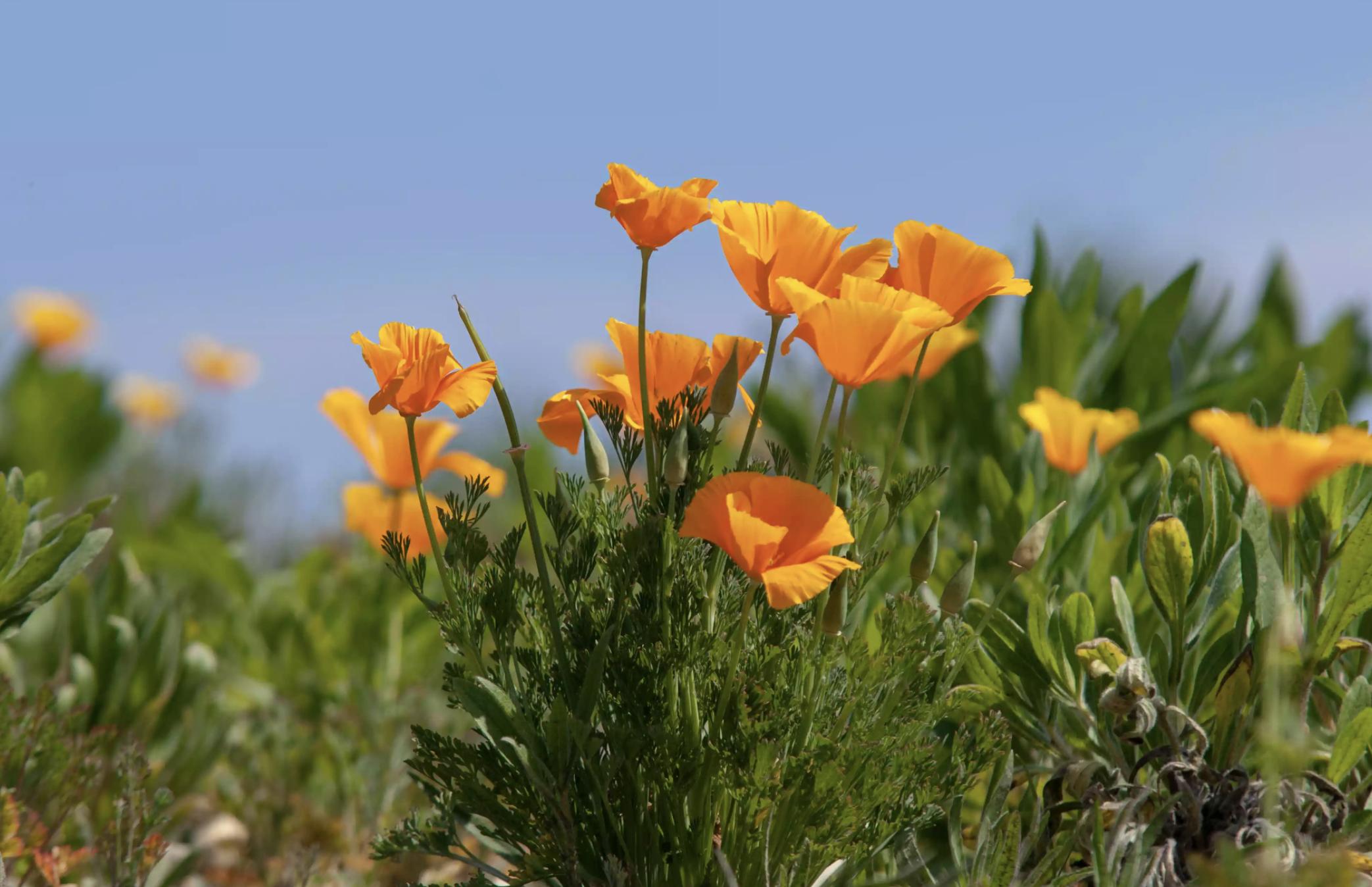 充满活力阳光的花,20种需要阳光的花