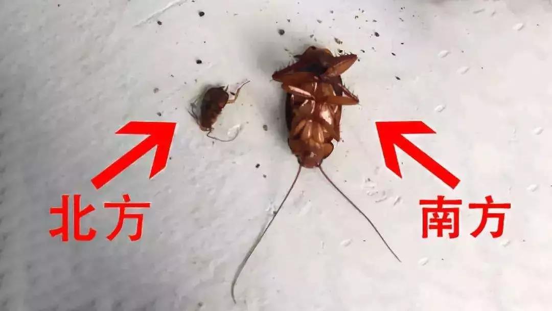 家里蟑螂多用哪种杀蟑办法,蟑螂全身携带致病菌