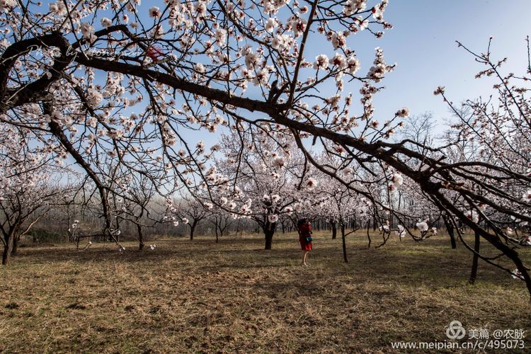 河南灵宝百年古杏林花开遍山野,灵宝北沟古杏林图片