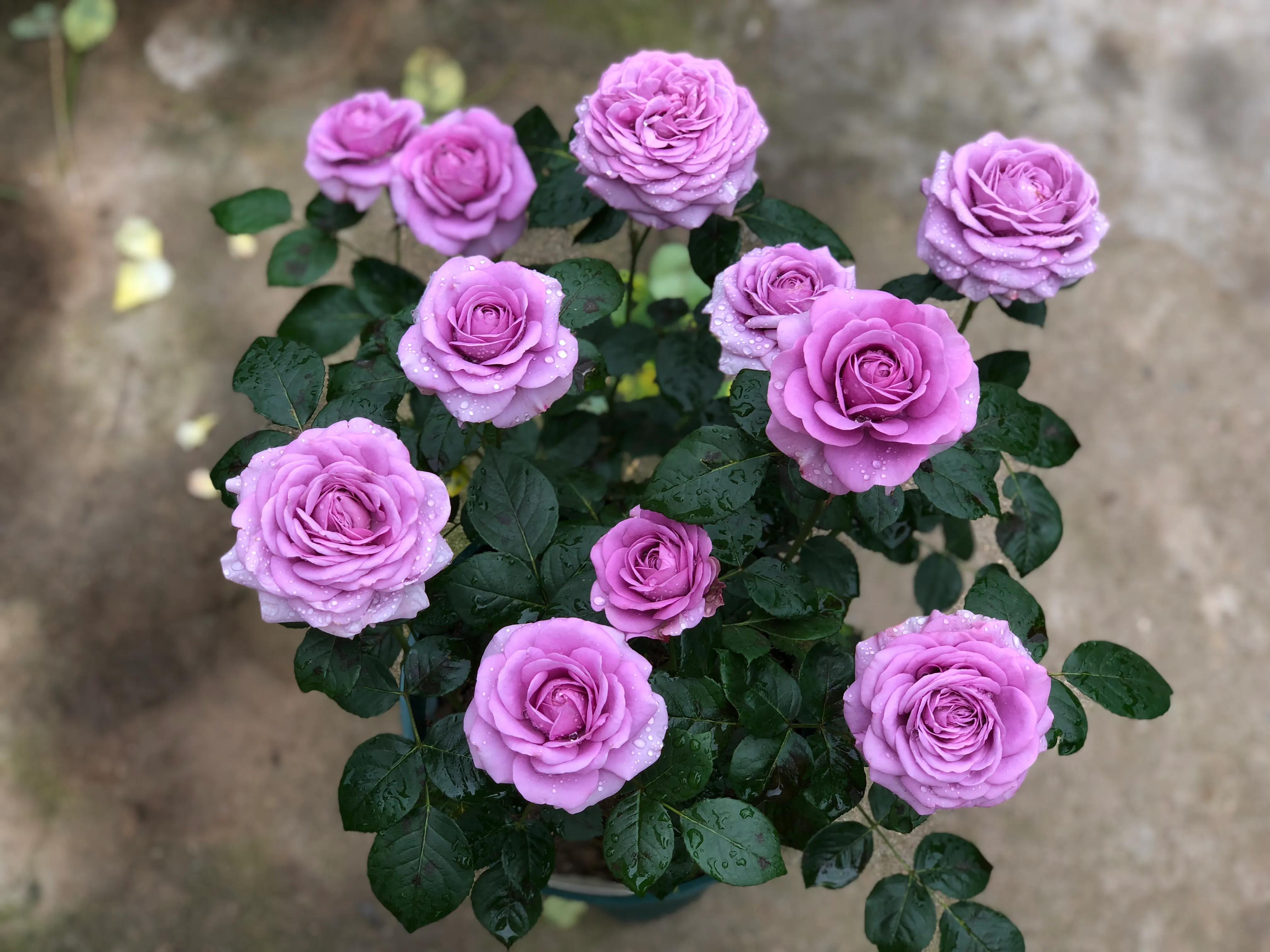 植物养出爆皮效果,月季埋鱼肠爆花了