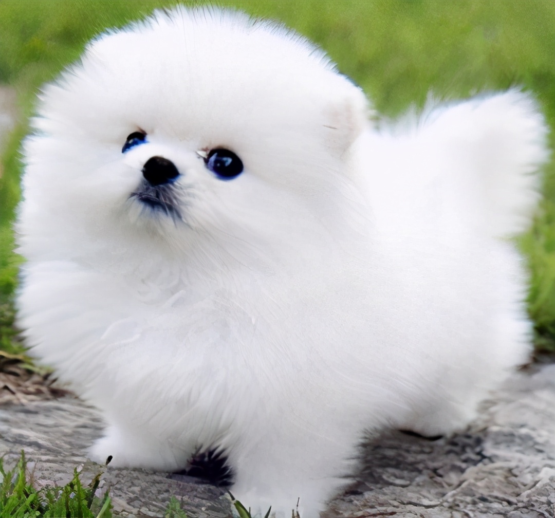 家庭不可以养什么狗,家庭不能养鹦鹉吗