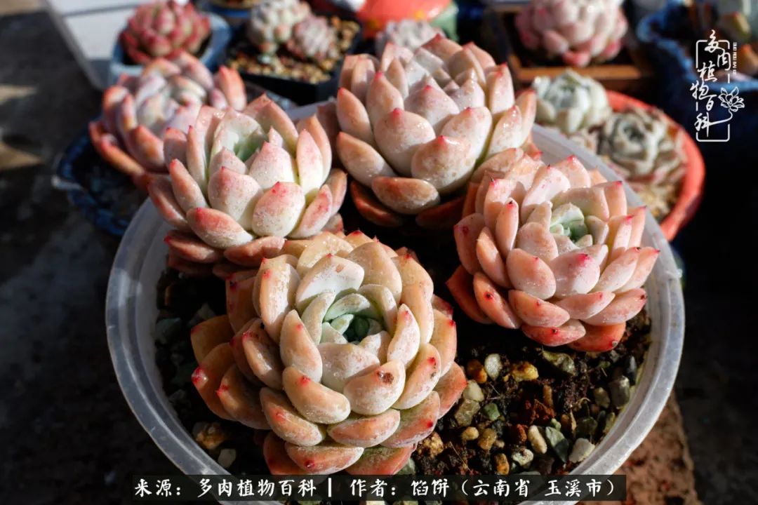 多肉对比图片,多肉对比高清图