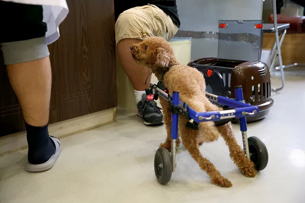 泰迪老是拱屁股怎么回事,泰迪头拱地脚刨地为什么