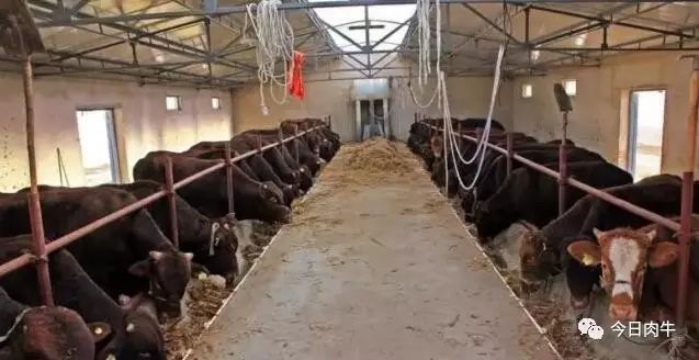 养牛场怎么搭建省钱实用,建个小型养牛场需要多少钱