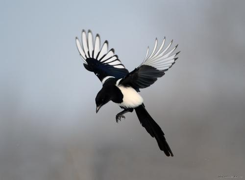 为什么喜鹊是个吉祥鸟,喜鹊真的喜鹊吗