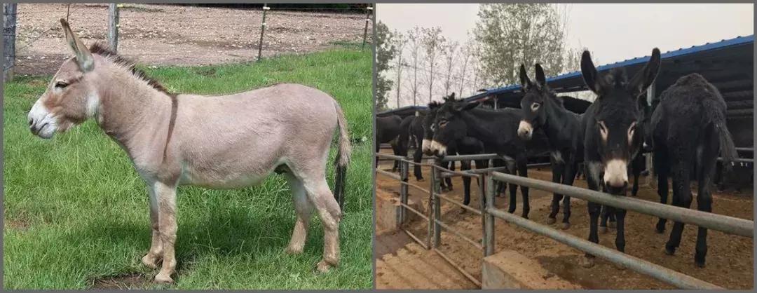 驴肉火烧河北特色,美食驴肉火烧河北美食的巅峰