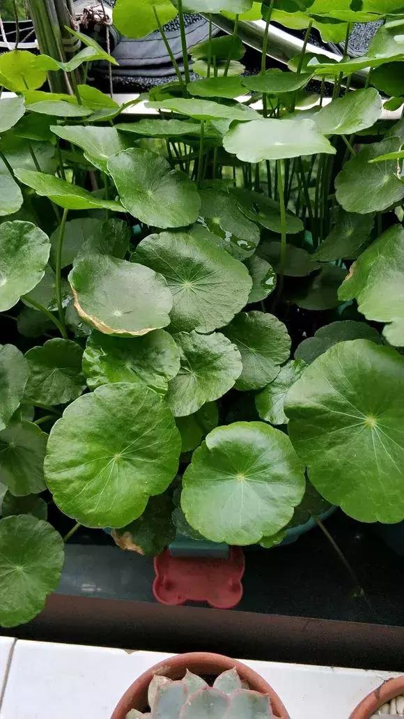 铜钱草与马蹄莲区别,马蹄金铜钱草怎么更旺盛