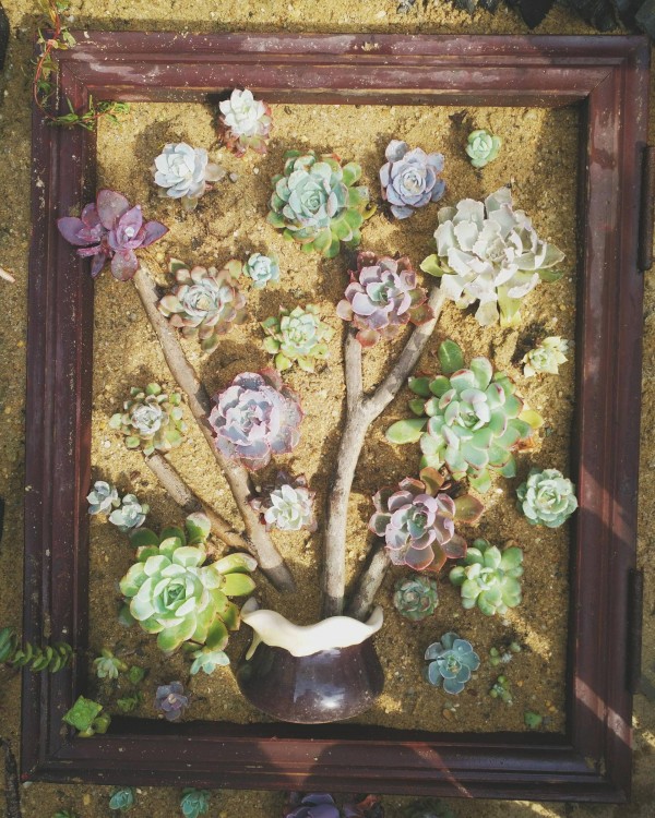 适合栽在庭院的多肉,庭院地栽多肉设计