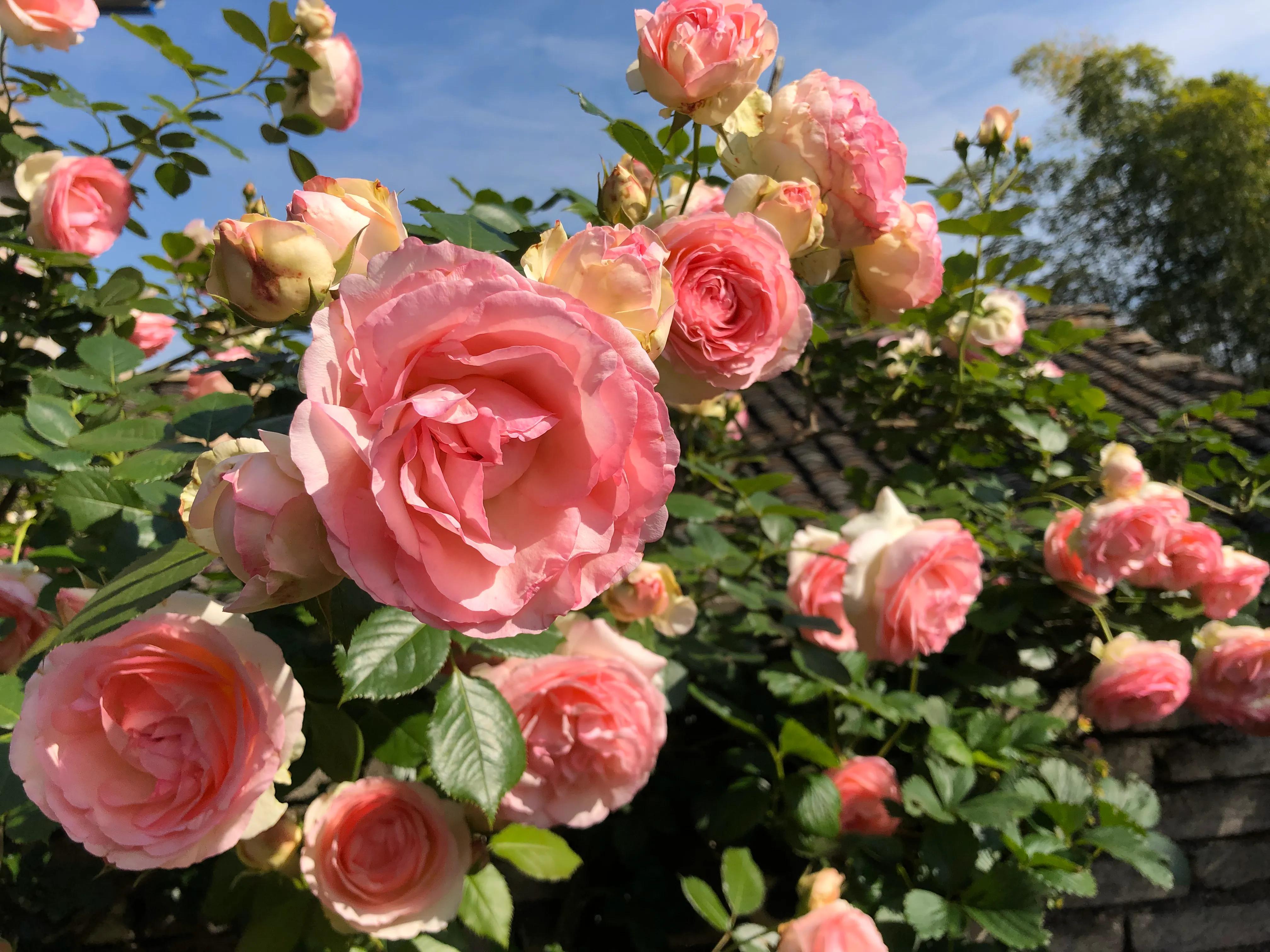 植物养出爆皮效果,月季埋鱼肠爆花了
