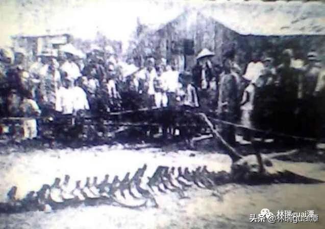 世界上龙真实存在吗,古代龙真实存在吗