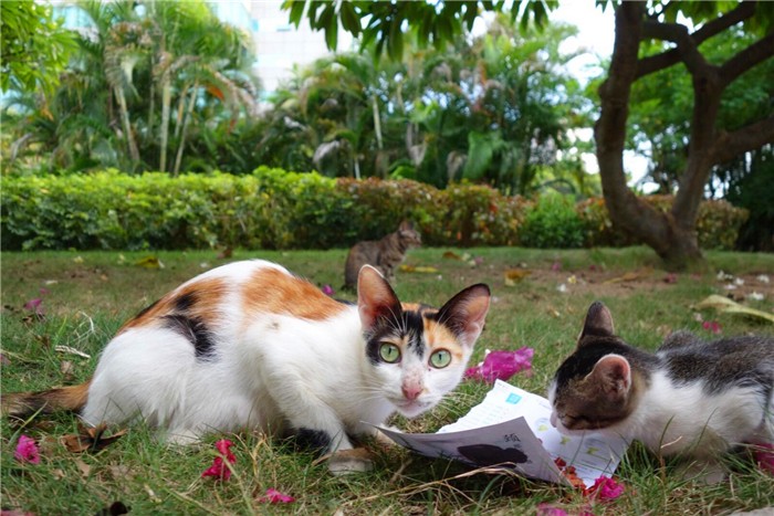 揭露所谓流浪猫的真相,辟谣流浪猫帮助警察破案