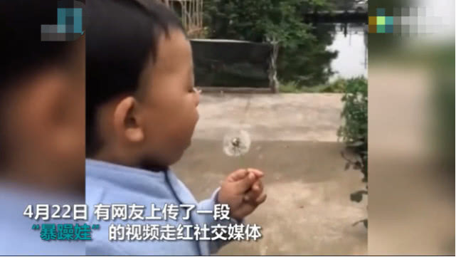 小朋友想用“海豚音”吹散蒲公英，未成功后干脆吃了它