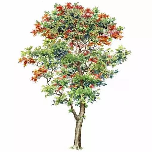 十种不同树叶的画法,五种不同树木的画法简单的