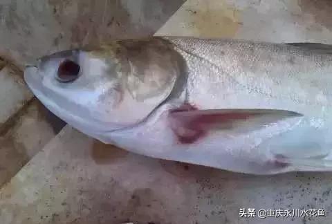 鲢鳙出血病防治方法,花白鲢败血症用什么药