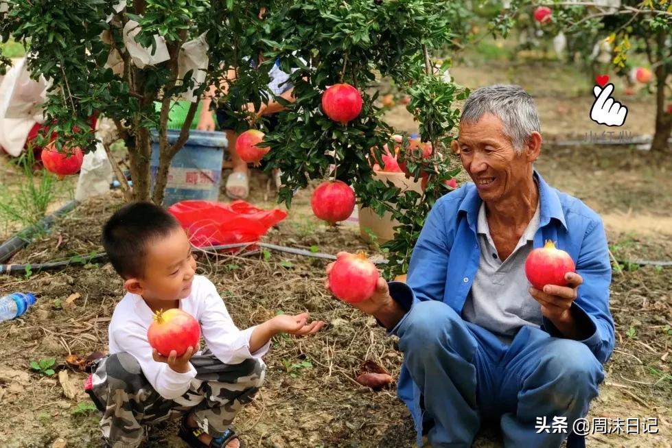 云南突尼斯软籽石榴爆汁不吐籽,甘甜爆汁突尼斯软籽石榴