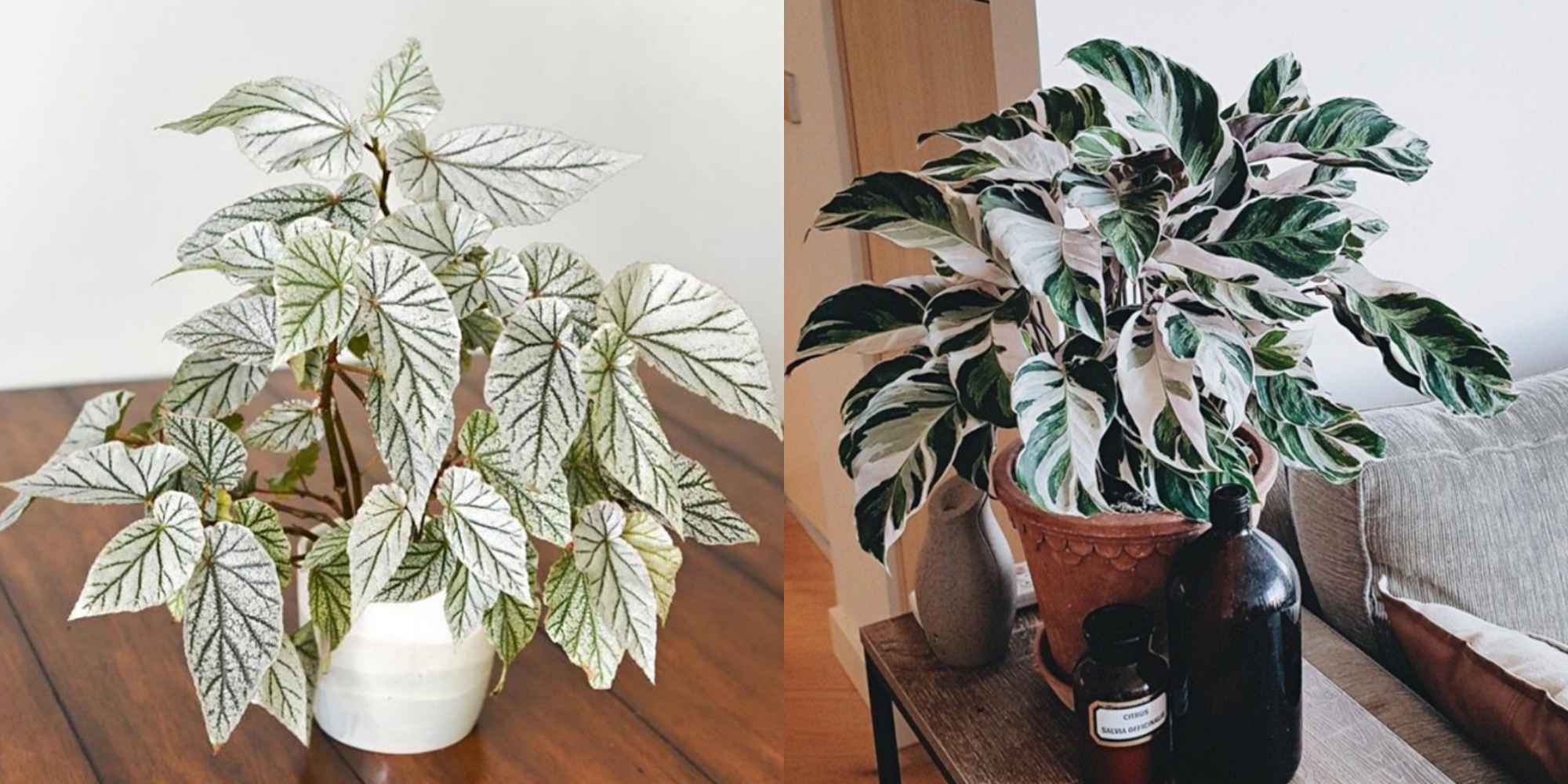 100种绿植大全,50种盆栽绿植花卉大全