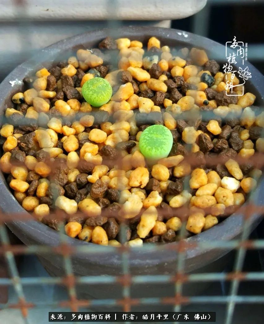 多肉娇气养不活多肉的10个秘密,养多肉是件很治愈的事情