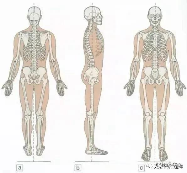 什么是运动康复mtt,什么是运动康复技术行业