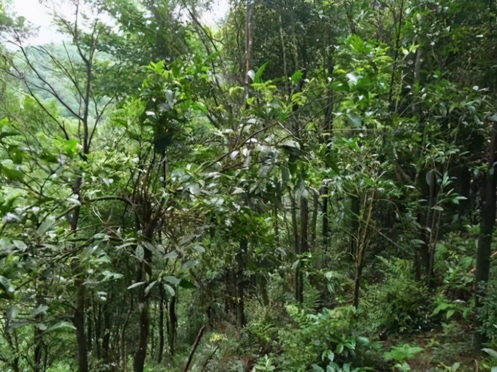 普洱茶分类普洱茶有几种类型,普洱茶基础知识普洱茶分类