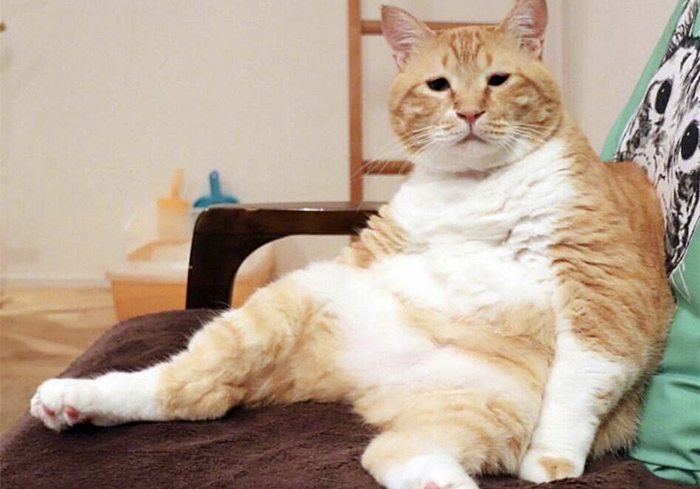 猫咪腹部不大就一定是猫传腹吗,猫咪腹部下垂但是身体很瘦