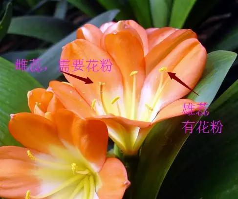 君子兰砍头憋出小芽子怎么养护,君子兰露头后怎么处理