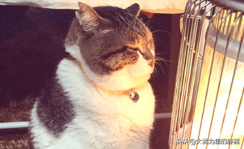 猫咪怕冷怕热是什么表现,猫咪怕冷吗多少度猫咪会受不了