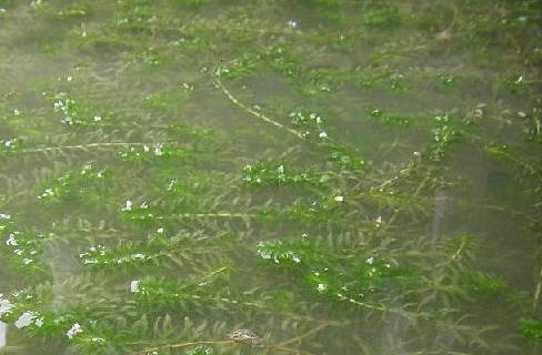 养蟹塘水浑处理方法,河蟹池塘浑水怎么处理