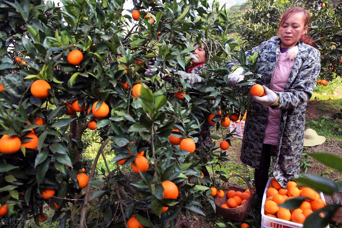 倒春寒对农产品期货的影响,高温对什么期货农产品影响最大